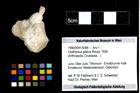 Foto (Objekt + Etiketten) von Oxythyreus gibbus (Reuss, 1858) 